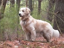 <b>The<i> Golden Retriever</i></b>